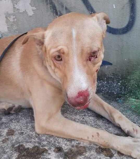 Cachorro Atropelado Precisa Encontrar Seus Tutores