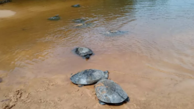 Photo of Tartarugas resgatadas em Pernambuco são soltas em reserva em Baião, no Pará