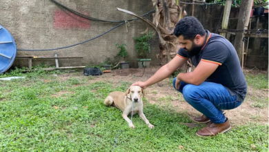 Photo of Cachorro que foi jogado a cerca de 4 metros de altura não sofreu lesões e será colocado para adoção