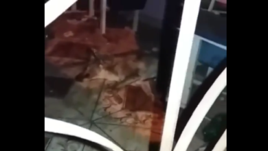 Photo of Em Altamira, cachorro tem boca costurada com arame