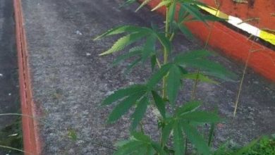 Photo of Com jogos parados, pé de maconha nasce em cimento de arquibancada na Argentina