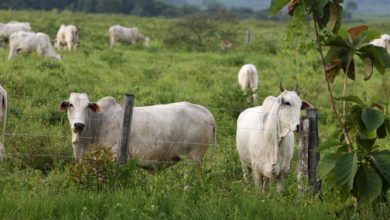 Photo of Cinco estados vão exportar carne bovina para a Tailândia, entre eles o Pará