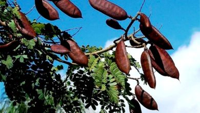 Photo of Jucá tem elevado efeito cicatrizante de ferimentos, aponta pesquisa da Ufopa