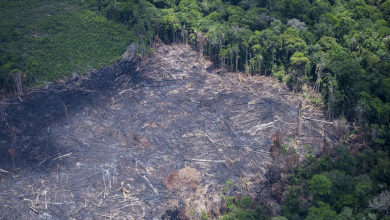 Photo of Pará lidera ranking de desmatamento da Amazônia no mês de maio