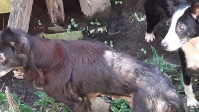 Photo of MP alerta para risco de doenças em São Sebastião da Boa Vista em função do grande número de animais abandonados nas ruas