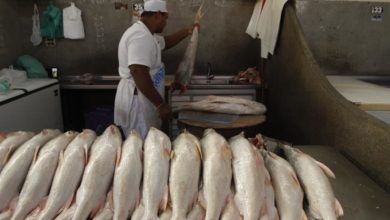 Photo of Secon e Dieese apontam aumento no preço do pescado durante a pandemia
