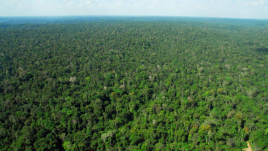 Photo of O capital quer proteger a Amazônia