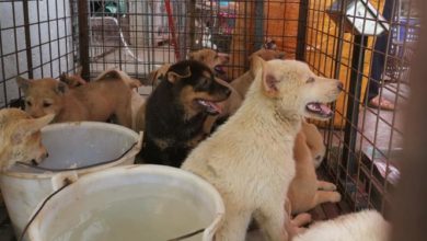 Photo of Feira anual de carne de cachorro é aberta na China; ativistas esperam que seja a última