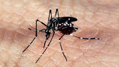 Photo of Secretaria de Saúde registra morte por dengue grave em Belém