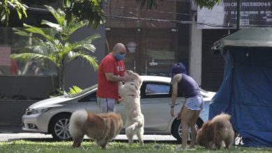 Photo of Belém terá praça praça exclusiva para cães