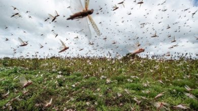 Photo of Frente fria muda direção de nuvem de gafanhotos que se aproximava do Brasil