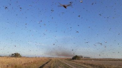 Photo of Nuvem de gafanhotos chega à Argentina e se aproxima do Brasil