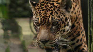 Photo of Pará terá primeiro Centro Estadual de Triagem e Reabilitação de Animais Silvestres
