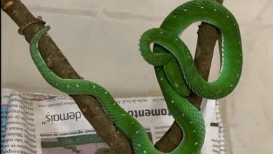 Photo of Ibama descarta sacrificar serpente peçonhenta entregue após incidente com naja no DF