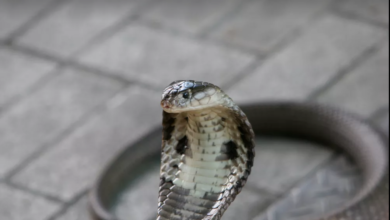 Photo of Estudante de veterinária é picado por cobra Naja e internado em estado grave no DF