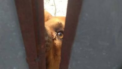 Photo of Internautas denunciam maus tratos de cão da raça Pit Bull no Jurunas