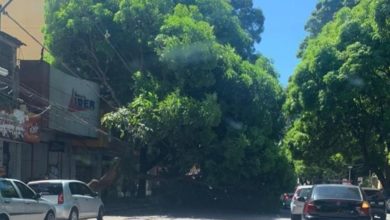 Photo of Mangueira desaba na avenida Magalhães Barata, em Belém