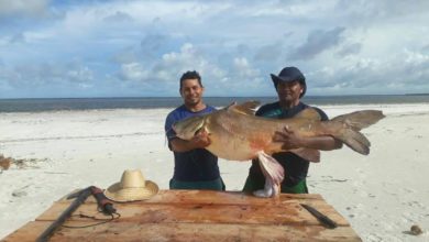 Photo of Gurijuba de 50kg é capturada por pescadores em Quatipuru, PA