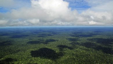 Photo of Setor produtivo do Pará reage a empresários do Sul/Sudeste do Brasil: “Tomaram para si a discussão sobre o destino da Amazônia”