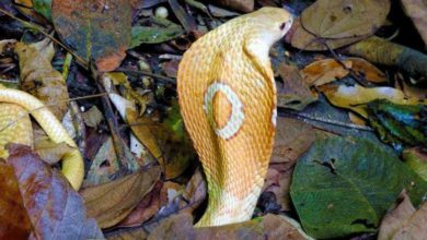 Photo of Pesquisa da Ufopa aponta eficácia de plantas da Amazônia para tratar picadas de serpentes venenosas