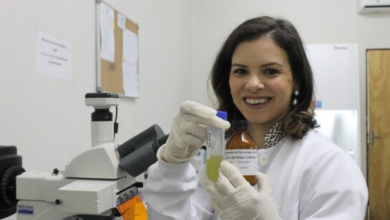 Photo of Pesquisa da UFPB cria inseticida natural que mata mosquito Aedes aegypti, transmissor da dengue