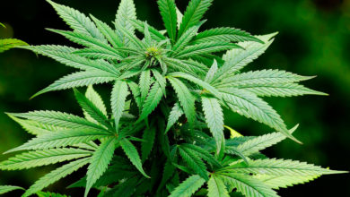 Photo of PCC tem “quadrado” de plantação de maconha no Pará