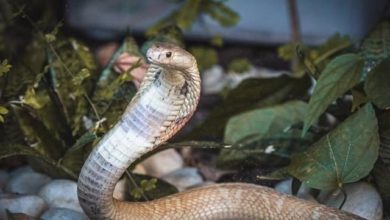 Photo of Como a ‘naja de Brasília’ ganhou a internet