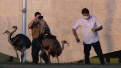 Photo of Bolsonaro é bicado por ema no Palácio da Alvorada, em Brasília