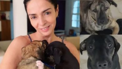 Photo of Cláudia Ohana revolta web após devolver para ONG cachorros que havia adotado