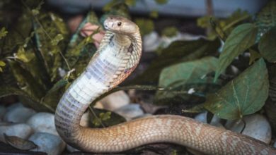 Photo of Ibama multa em R$ 78 mil família e estudante picado por cobra naja em Brasília