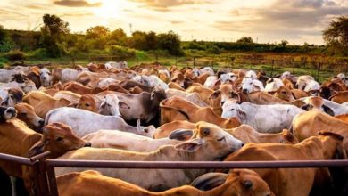 Photo of Estudo comprova que pecuária protege 10 milhões de hectares ao ano