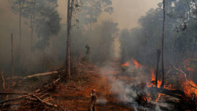 Photo of Empresa da Noruega suspende compra de ração da Cargill em retaliação a desmatamento no Brasil