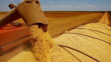 Photo of Brasil retoma posto de maior produtor de soja do planeta