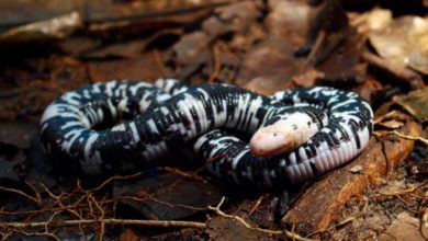 Photo of Espécie de réptil é encontrada no Parque Estadual do Utinga