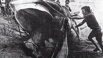 Photo of 2 de agosto: há 46 anos uma baleia era encontrada em Barcarena