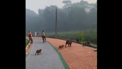 Photo of Família de Capivaras chama atenção de frequentadores do Parque do Utinga. Veja vídeo