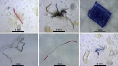 Photo of Pesquisadores acham plástico dentro de 98% dos peixes analisados em estudo na Amazônia