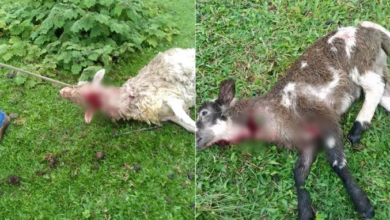 Photo of Animais são mortos em SP e grande pegada ‘misteriosa’ intriga moradores