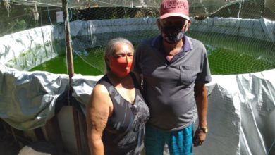 Photo of Cresce a produção de piscicultura na ilha de Cotijuba