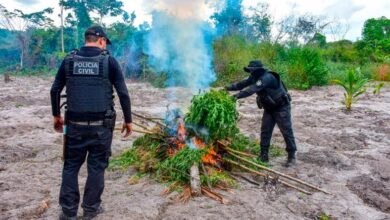 Photo of PC e PF fazem apreensão recorde e destroem mais de 200 toneladas de maconha