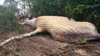 Photo of O mistério da baleia jubarte que foi encontrada em um matagal no Pará