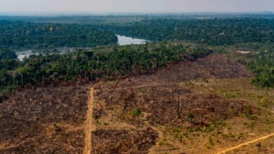 Photo of Governo Bolsonaro reduz multas em municípios onde desmatamento cresce na Amazônia