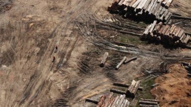 Photo of Seis das dez cidades que mais desmataram a Amazônia estão no Pará