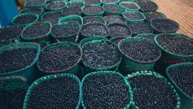 Photo of Consumo diário do açaí cresceu quase 90% no Brasil inteiro em uma década