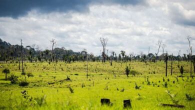 Photo of Ministério do Meio Ambiente cria secretaria específica para a Amazônia