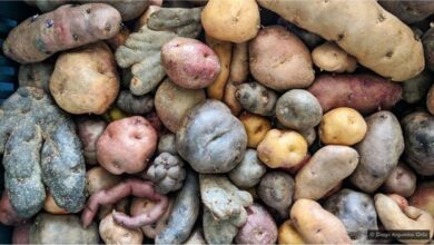 Photo of O alimento supernutritivo que se adaptou a todas as culturas e ‘mudou o mundo’
