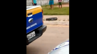 Photo of Cobra é encontrada no Portal da Amazônia. Veja vídeo