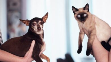 Photo of Aprovado projeto que aumenta pena para maus-tratos contra cães e gatos