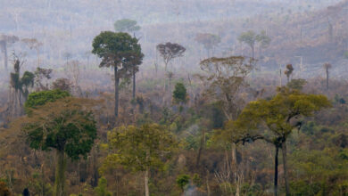 Photo of Incêndio atinge área da Terra Indígena Alto Rio Guamá, nordeste do Pará