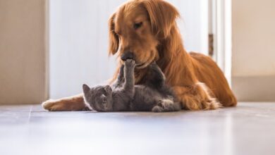 Photo of 25% dos lares paraenses possuem “pets”